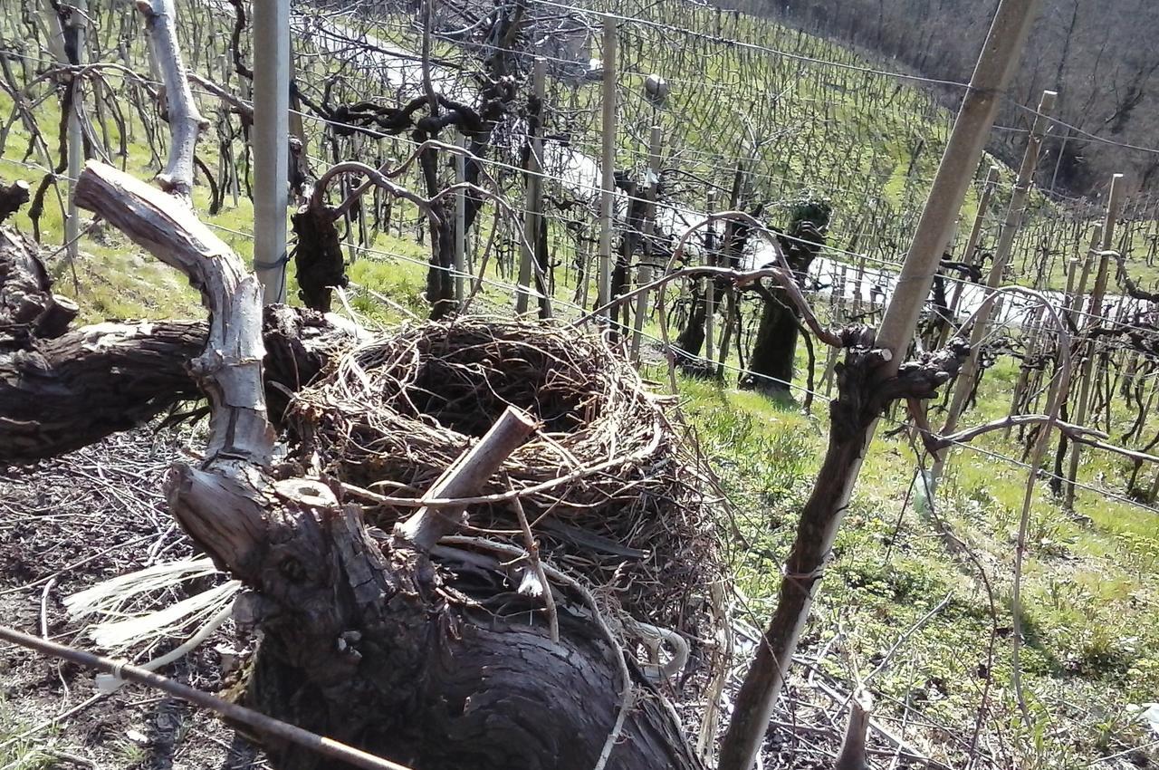 Azienda Agricola Campion Valdobbiadene Ngoại thất bức ảnh