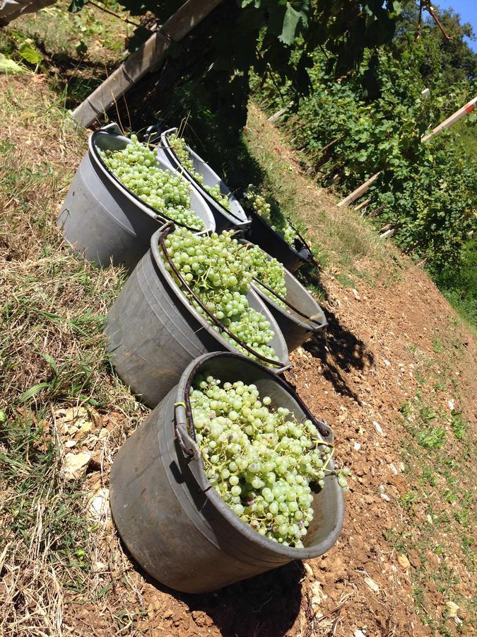 Azienda Agricola Campion Valdobbiadene Ngoại thất bức ảnh